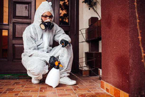 Reliable Ant Control contractor in Sparta, IL by Nex Pest Control